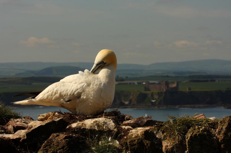 Castillo de Tantallon II